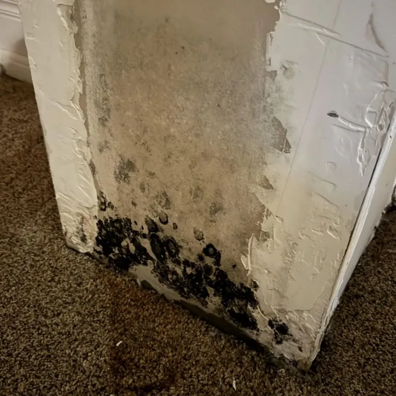 Professional Mold Removal in Juab County, UT